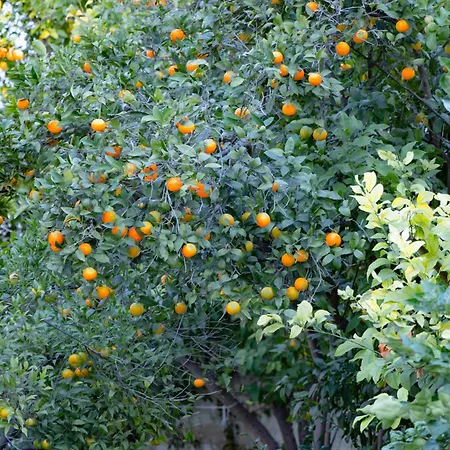 بيت ضيافة Palazzo Saetta 4*